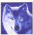 3dRose LLC Blue Wolf 10 by 10-Inch Iron on Heat Transfer for White Material