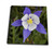3dRose Deep Blue-Drawing Book, 8 by 8-inch (db_120075_1)