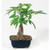 9Greenbox DT2312MTG3 Money Tree Bonsai with Ceramic Pot