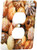 3dRose lsp_174399_6 Image of Shells From Sanibel Beaches Light Switch Cover