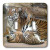 3dRose LLC lsp_12216_2 Mother Tiger with Cubs, Double Toggle Switch