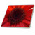 3dRose ct_22374_2 After The Rain Red Gerbera Daisy with Rain Drops Ceramic Tile, 6-Inch