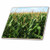 3dRose ct_44769_2 Cornfield Blue Skies Ceramic Tile, 6-Inch
