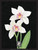 Imperial Mint Orchid 231312SH03 Framed Wall Art, Multicolor