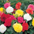 Outsidepride Begonia Tuberosa Double Flower Seed Mix - 500 seeds