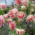 Outsidepride Columbine Nora Barlow - 1000 Seeds