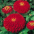 Outsidepride Zinnia Elegans Dahlia Cherry - 1000 Seeds