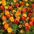 Outsidepride Marigold Flower Seed Mix - 1000 Seeds