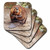 3dRose LLC Beaver Coaster, Soft, Set of 8