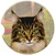 E&S Pets Maine Coon Coaster, 3' x 3'
