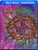 Mind Melters 13 [Blu-ray]