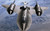 Military Lockheed Sr 71 Blackbird Fighter - 11X17 Poster Military Lockheed Sr 71 Blackbird Fighter - 11X17 Poster
