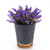 Essential Oil Diffuser, Lavender Plant Potted Aromatherapy Diffuser, 150ml Cold Mist humidifier, Super Quiet and Waterless auto Shut Off, ultrasonic Oil Diffuser for Home Office