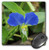3dRose LLC 8 x 8 x 0.25 Inches Pretty Little Blue Flower Photographed by Angelandspot Mouse Pad (mp_6394_1)
