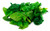 Bloomsdale Long Standing Spinach Seeds