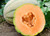 30+ ORGANICALLY Grown Italian Tuscany Cantaloupe Muskmelon Melon Seeds, Heirloom Non-GMO, Extra Sweet and Fragrant, Productive, from USA