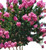 Sioux Crape Myrtle Seeds UPC 695928802234 + 1 Free Plant Marker (150)