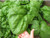 Seeds Spinach Winter Giant Water Vegetable Organic Heirloom Ukraine for Planting
