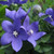 Outsidepride Balloon Flower Blue Platycodon Grandiflorus Plant Seed - 1000 Seeds