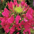 Outsidepride Cleome Rose - 1000 Seeds