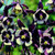 Outsidepride Columbine William Guinness Flower Seed - 1000 seeds