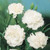 Outsidepride Carnation White - 1000 Seeds