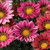 Outsidepride Gazania Kiss Rose - 100 Seeds