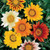 Outsidepride Gazania - 500 Seeds