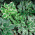 Outsidepride Hosta Plant Seed Americans - 50 Seeds