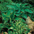 Outsidepride Hosta Plant Seed Americans - 50 Seeds