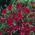 Outsidepride Flax Scarlet - 5000 Seeds