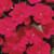 Outsidepride Impatiens Baby Scarlet - 1000 Seeds