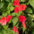 Outsidepride Impatiens Baby Orange Flower Seed - 1000 Seeds