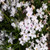 Outsidepride Phlox Mountain - 5000 Seeds