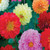 Outsidepride Dahlia Opera Mix - 200 Seeds
