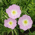 Outsidepride Showy Evening Primrose Flower Seeds - 5000 Seeds