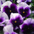 Outsidepride Pansy Beaconsfield Flower Seed - 1000 Seeds
