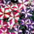 Outsidepride Petunia Multiflora Star - 5000 Seeds