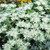 Outsidepride Euphorbia Early Snow - 500 Seeds