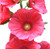 Ruby Halo Hollyhock Seeds (Alcea Rosea) Seeds UPC 600188194883 + 1 Plant Marker (120)