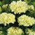 Outsidepride Marigold White - 500 Seeds Outsidepride Marigold White - 500 Seeds