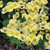 Outsidepride Nasturtium Yeti - 200 Seeds