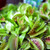 Outsidepride Venus Flytrap Plant Seed - 10 Seeds
