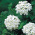 Outsidepride Verbena White - 1000 Seeds