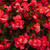 Outsidepride Wax Begonia Semperflorens Red Flower Plant Seed - 5000 Seeds