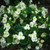 Outsidepride Wax Begonia Semperflorens White Plant Seed - 5000 Seeds