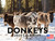 Donkey Calendar 2024 Monthly Wall Calender 12 Month
