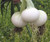 Seeds Onion White Queen Giant Vegetable Organic Heirloom Ukraine