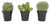 Altman Plants, Assorted Cactus Plants Live Plants (3PK), Cactus Plant Live Succulents Plants Live Cactus Decor, Indoor Plants Live House Plants in Cactus Soil, Live Cacti Plants Live Succulent Plants Altman Plants, Assorted Cactus Plants Live Plants (3PK), Cactus Plant Live Succulents Plants Live Cactus Decor, Indoor Plants Live House Plants in Cactus Soil, Live Cacti Plants Live Succulent Plants