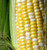 "Peaches and Cream" Hybrid Bicolor Sweet Corn Seeds, 25+ Premium Heirloom Seeds, Incredible Flavor, Hot Price! (Isla's Garden Seeds), Non GMO Seeds, 85% Germination, Highest Quality Seeds, 100% Pure